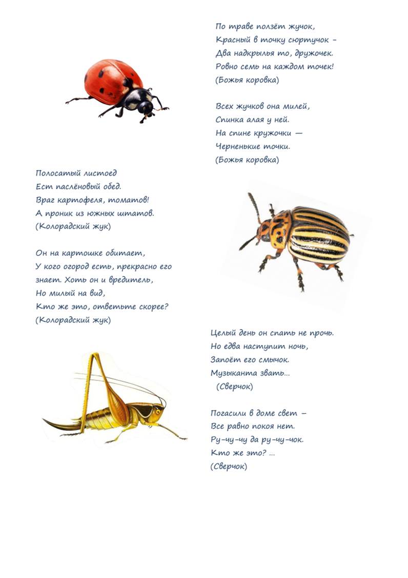 Загадки про насекомых для детей 5. Загадки о насекомых для дошкольников 4-5 лет. Загадки про насекомых для детей 5-6 лет. Стихи про насекомых для детей. Стихи про насекомых для малышей.